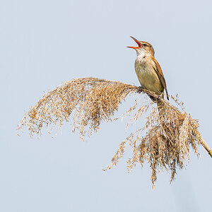 2025-06-13 172 Great Reed Warbler.jpg