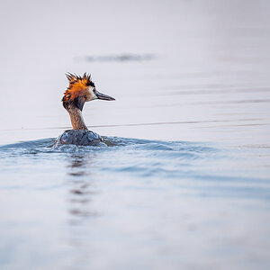 2025-06-13 233 Great Crested Grebe.jpg