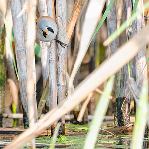 2025-06-14 064 Bearded Tit.jpg