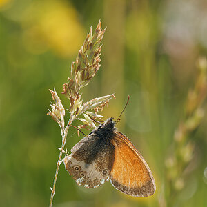 N6302814nikon.jpg