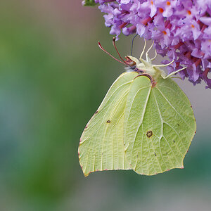 N6292521nikon.jpg