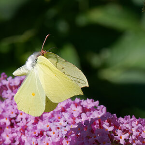 N6292434nikon.jpg