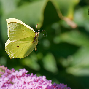 N6292437nikon.jpg