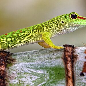 Gecko.jpg