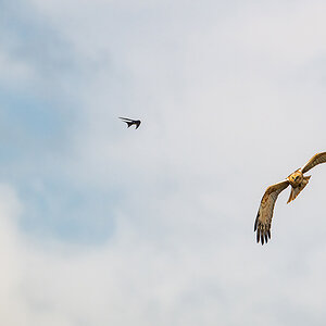 2025-06-13 125 Western Marsh-Harrier and Barn Swallows in Flight.jpg