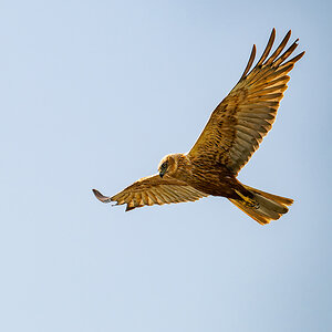 2025-06-13 130 Western Marsh-Harrier in Flight.jpg