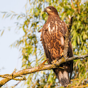 2025-06-13 211 White-tailed Eagle.jpg