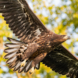 2025-06-13 217 White-tailed Eagle in Flight.jpg