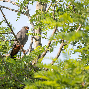2025-06-15 041 Female Red-footed Falcon.jpg