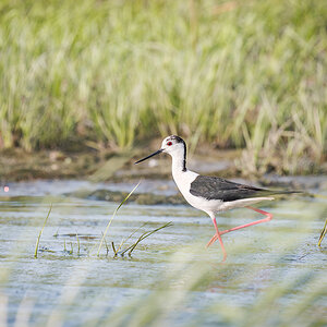 2025-06-15 115 Black-winged Stilt.jpg