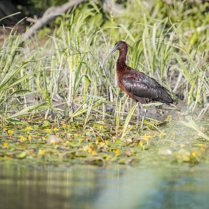 2025-06-15 116 Glossy Ibis.jpg