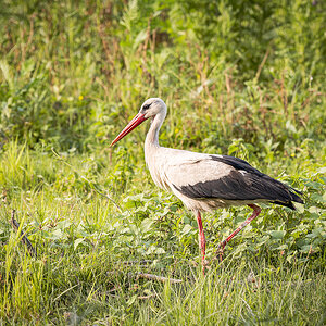 2025-06-15 122 White Stork.jpg