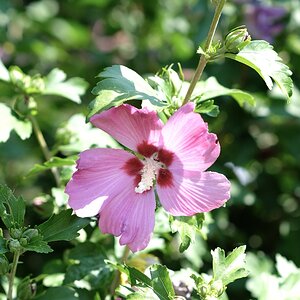 Hibiskus-010725.jpg