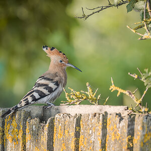 2025-06-15 027 Eurasian Hoopoe.jpg