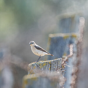 2025-06-15 048 Northern Wheatear.jpg
