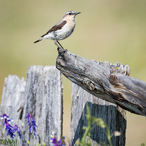 2025-06-15 063 Northern Wheatear.jpg