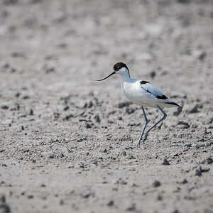 2025-06-15 069 Pied Avocet.jpg