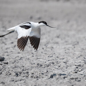 2025-06-15 071 Pied Avocet in Flight.jpg