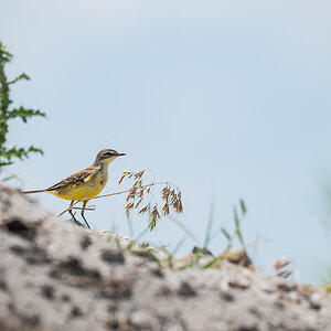 2025-06-15 079 Western Yellow Wagtail.jpg