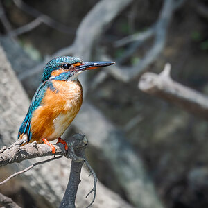 2025-06-16 03 Common Kingfisher.jpg