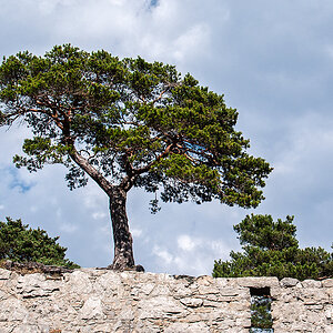 Baum.jpg