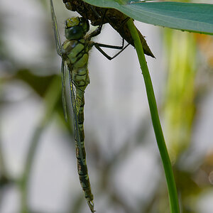 N7032962nikon.jpg