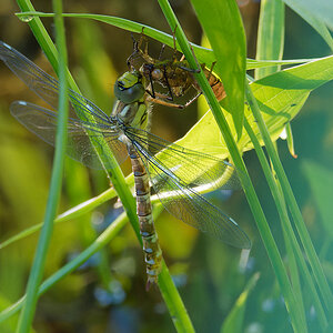 N7032960nikon.jpg