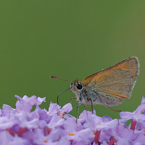 N7012915nikon.jpg