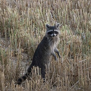 Waschbär