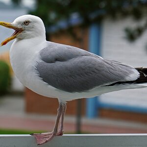 laboe_moewe.jpg