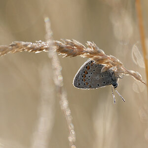 N7103547nikon.jpg
