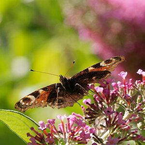 N7093317nikon.jpg