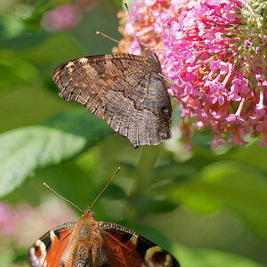N7093215nikon.jpg