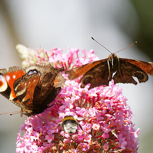 N7093167nikon.jpg