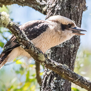 2018-02-06 07 Laughing Kookaburra.jpg
