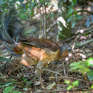 2022-12-20 23 Alberts Lyrebird.jpg