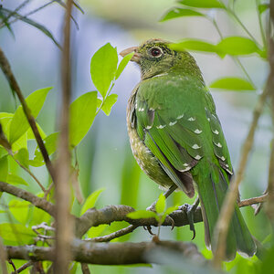 2022-12-23 04 Green Catbird.jpg