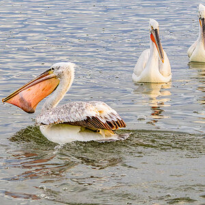 2023-03-15 46 Dalmatian Pelicans.jpg