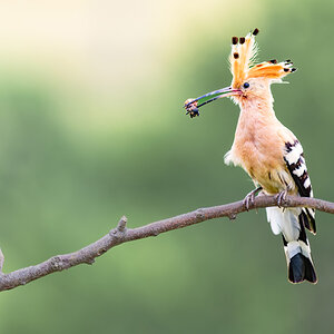 2023-06-12 06 Eurasian Hoopoe.jpg