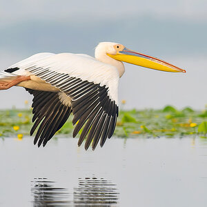 2023-06-15 05 Great White Pelican in Flight.jpg