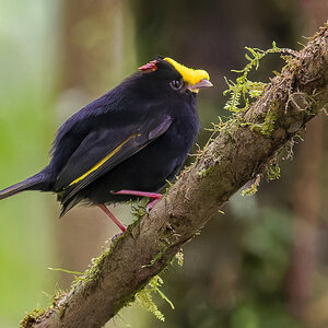 2024-01-04 59 Golden-winged Manakin.jpg