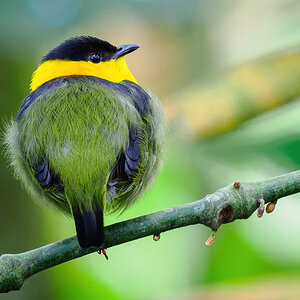 2024-01-19 02 Golden-collared Manakin.jpg