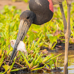 2024-09-13 085 Jabiru with Fish.jpg