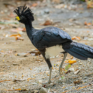 2022-01-08 12 Great Curassow.jpg