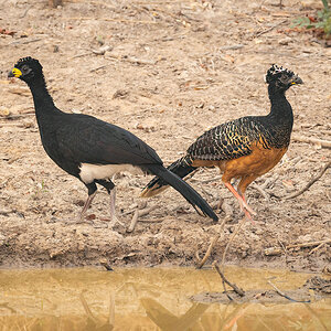 2024-09-13 011 Bare-faced Curassows.jpg