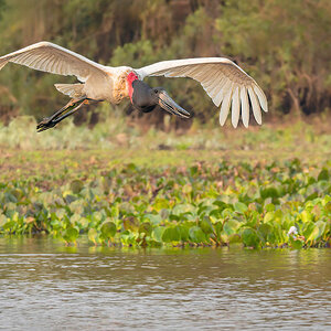 2024-09-13 102 Jabiru in Flight.jpg