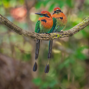 2010-01-23 34 Broad-billed Motmots.jpg