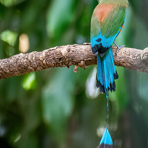 2016-01-23 25 Turquoise-browed Motmot.jpg