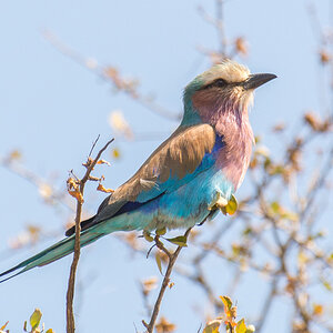 2016-06-07 50 Lilac-breasted Roller.jpg