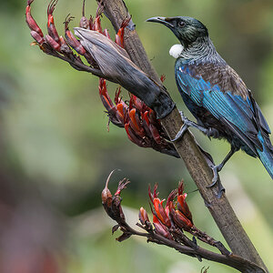 2019-01-06 20 Tui.jpg